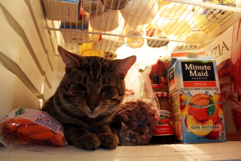 Cats in refrigerators