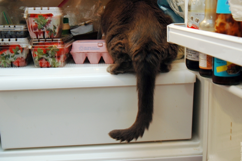 Cats in refrigerators