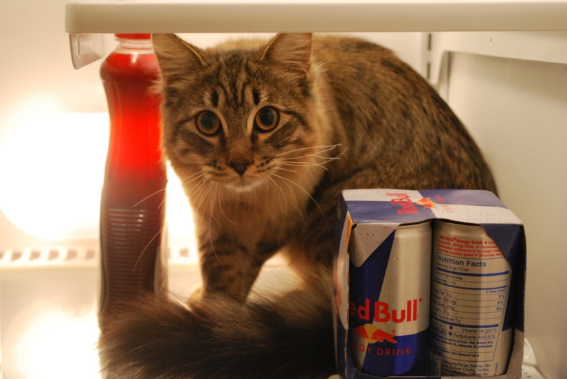 Cats in refrigerators