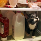 Cats in refrigerators