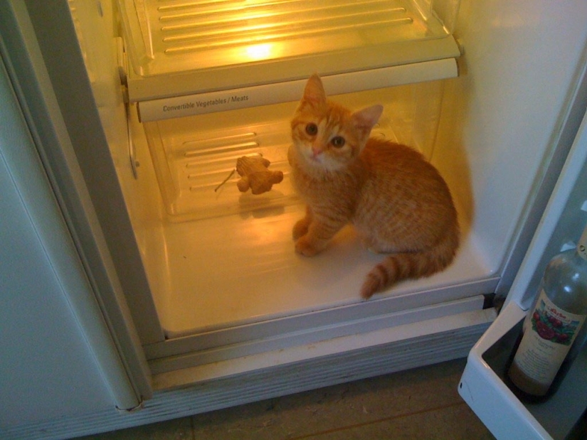 Cats in refrigerators