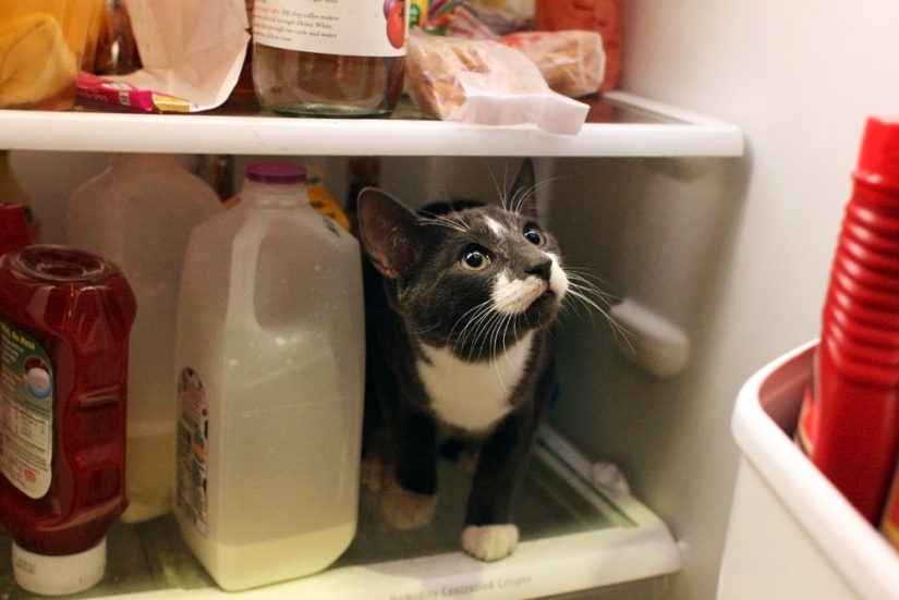 Cats in refrigerators