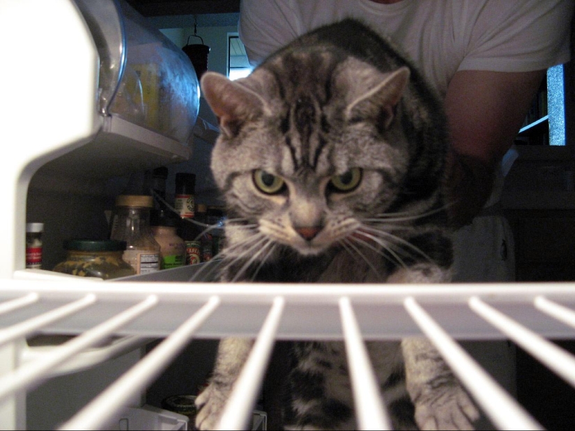 Cats in refrigerators