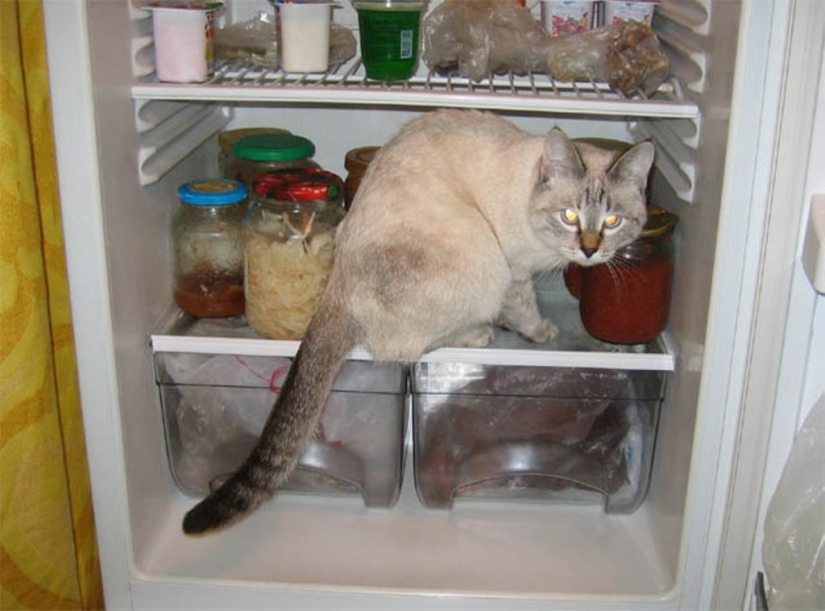 Cats in refrigerators