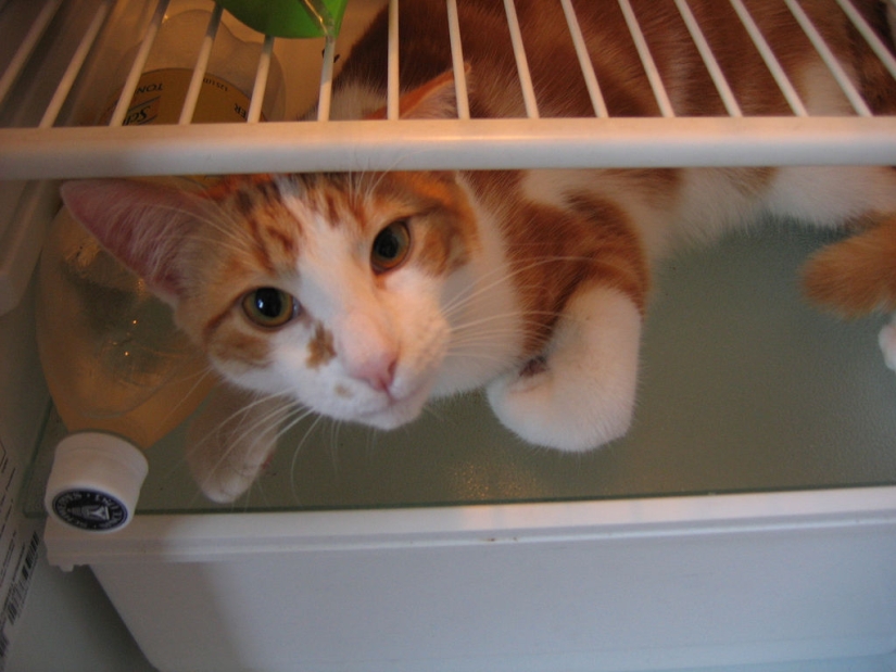 Cats in refrigerators