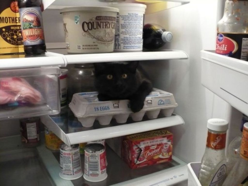 Cats in refrigerators