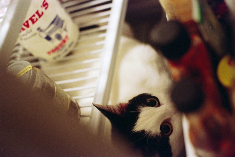 Cats in refrigerators