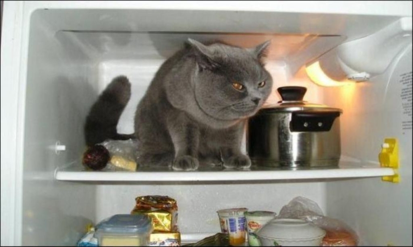 Cats in refrigerators