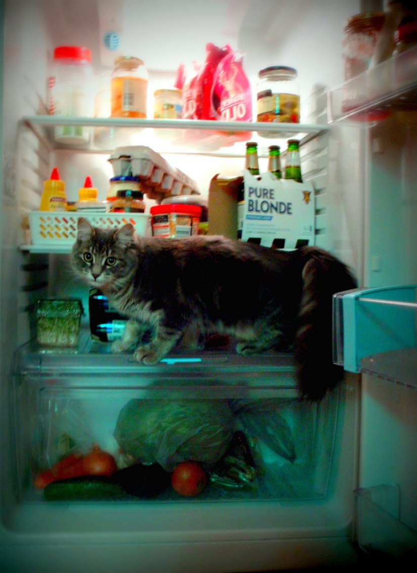 Cats in refrigerators