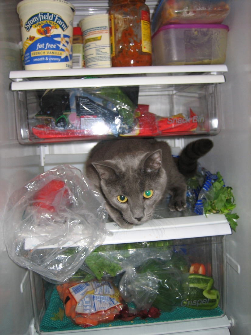 Cats in refrigerators