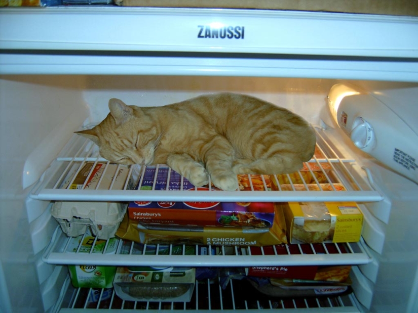 Cats in refrigerators