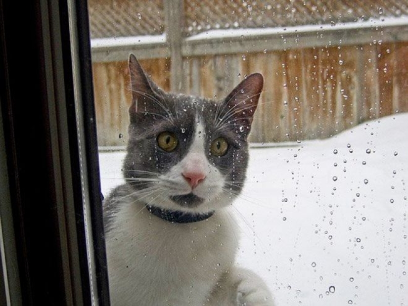 Cats' reaction to the first snow: 25 photos that will cheer you up