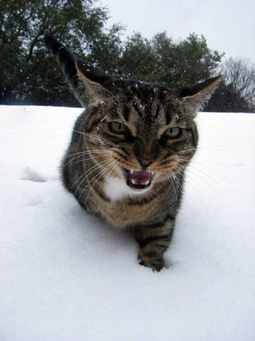 Cats' reaction to the first snow: 25 photos that will cheer you up