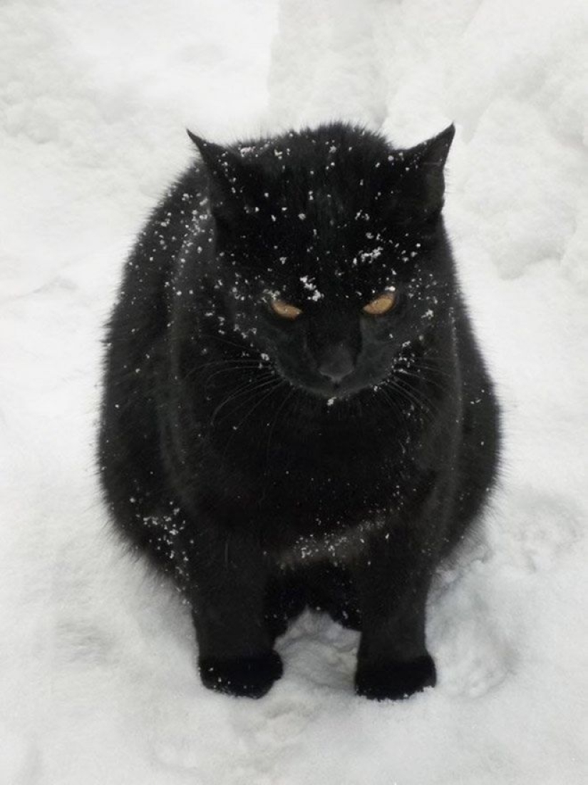 Cats' reaction to the first snow: 25 photos that will cheer you up