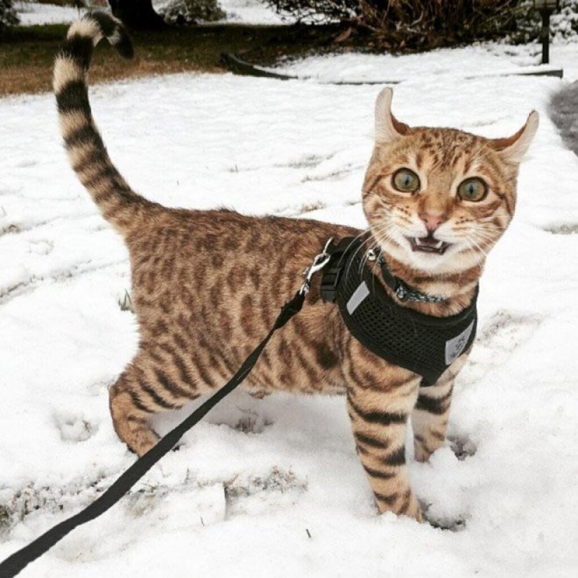 Cats' reaction to the first snow: 25 photos that will cheer you up