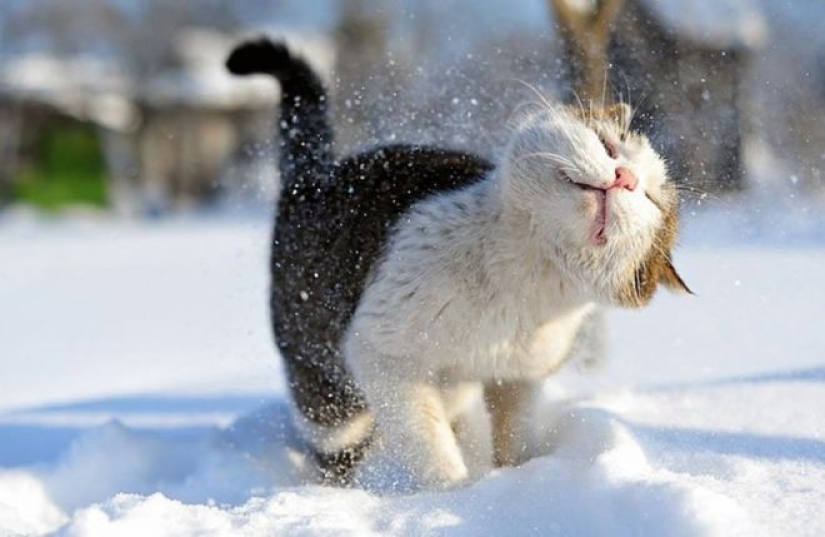 Cats' reaction to the first snow: 25 photos that will cheer you up