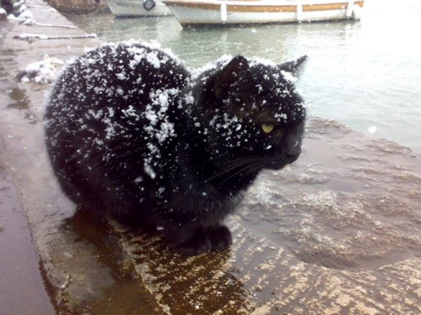 Cats' reaction to the first snow: 25 photos that will cheer you up