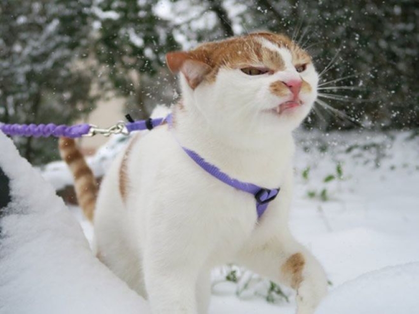 Cats' reaction to the first snow: 25 photos that will cheer you up