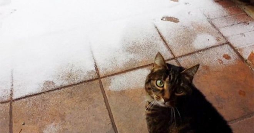 Cats' reaction to the first snow: 25 photos that will cheer you up