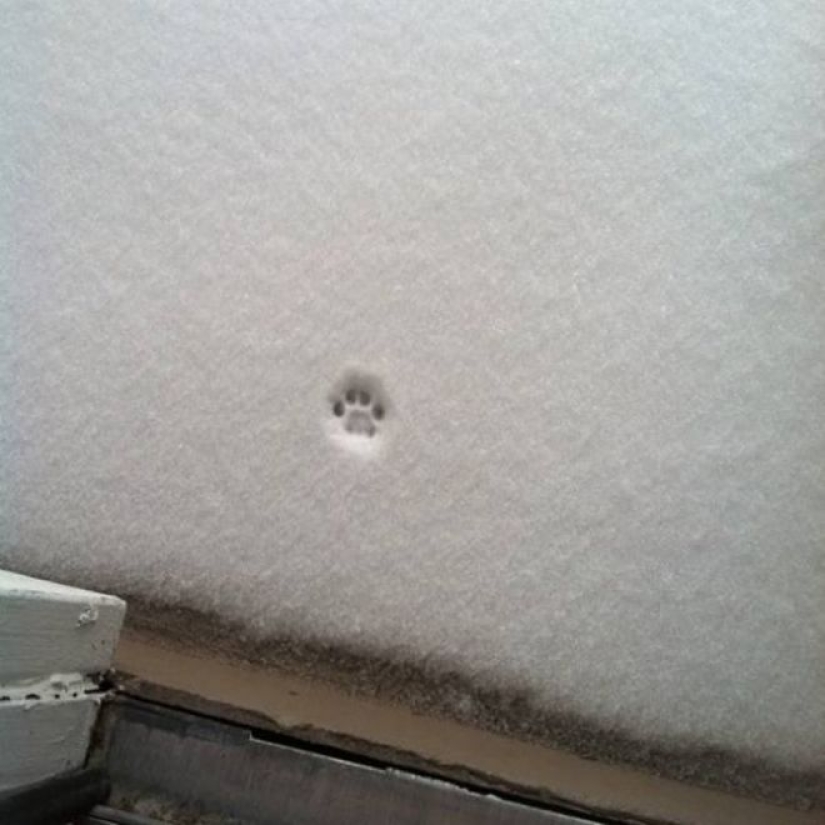 Cats' reaction to the first snow: 25 photos that will cheer you up