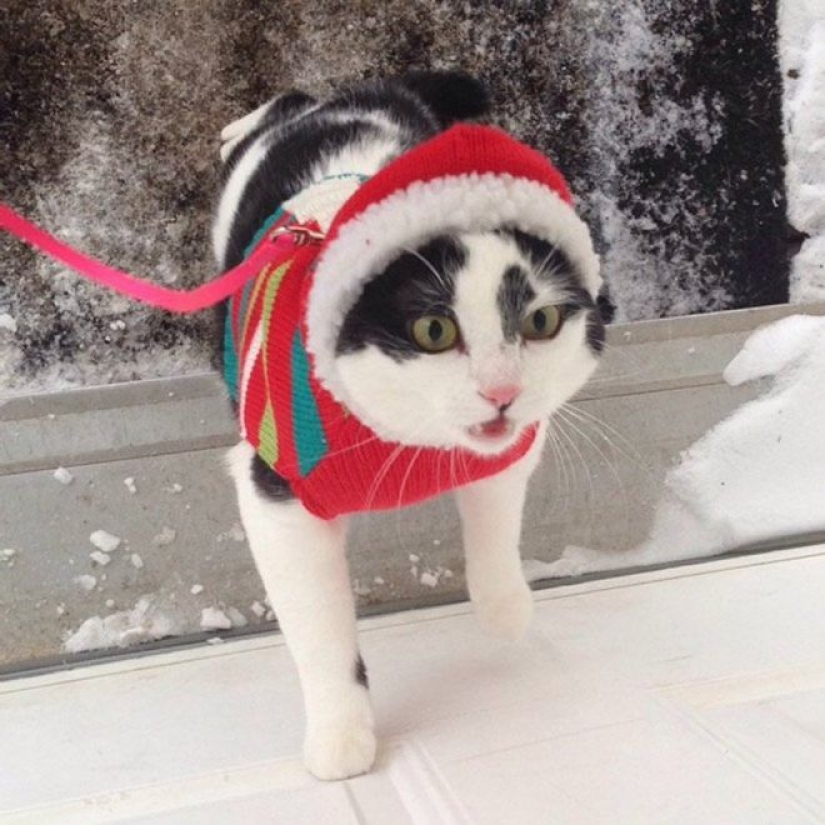 Cats' reaction to the first snow: 25 photos that will cheer you up