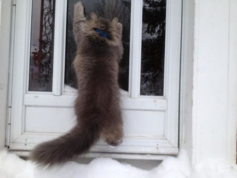 Cats' reaction to the first snow: 25 photos that will cheer you up