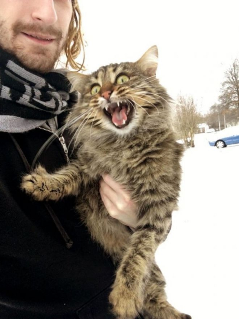 Cats' reaction to the first snow: 25 photos that will cheer you up