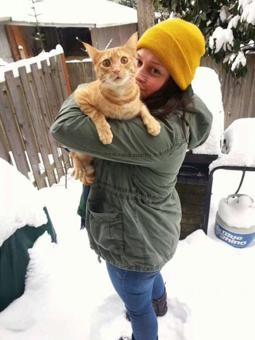 Cats' reaction to the first snow: 25 photos that will cheer you up