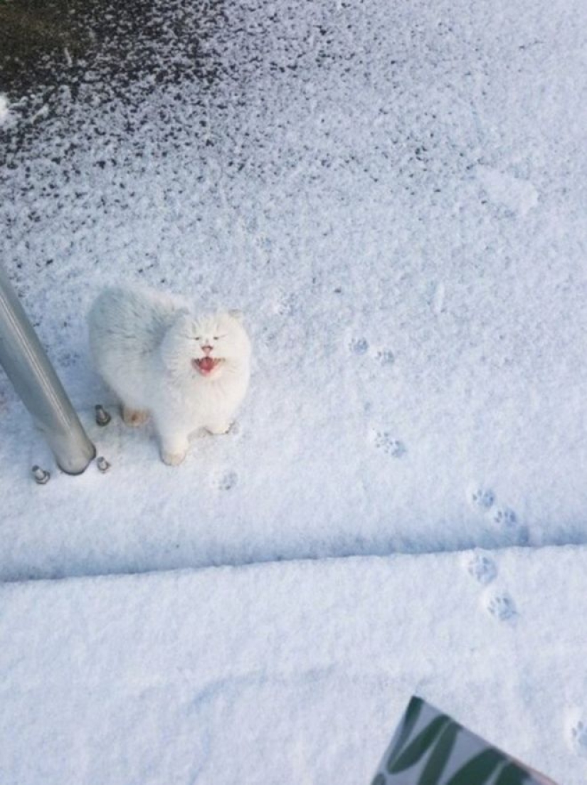 Cats' reaction to the first snow: 25 photos that will cheer you up