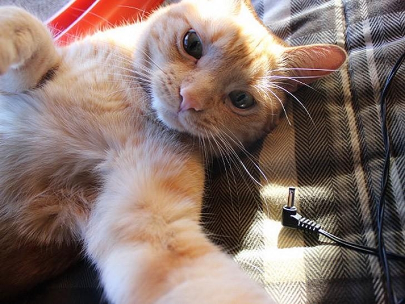 Cats were taking selfies long before it became mainstream