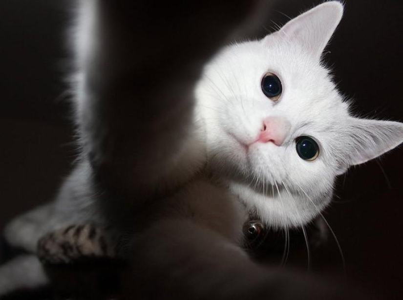 Cats were taking selfies long before it became mainstream