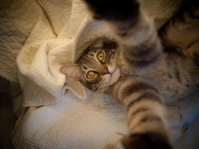 Cats were taking selfies long before it became mainstream