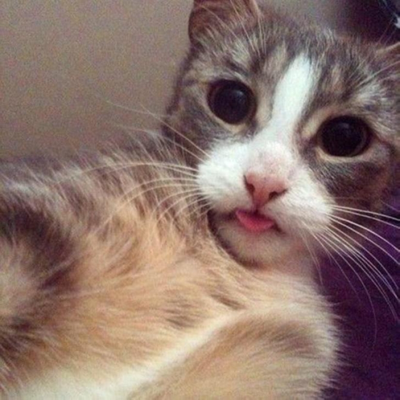 Cats were taking selfies long before it became mainstream