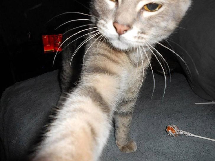 Cats were taking selfies long before it became mainstream