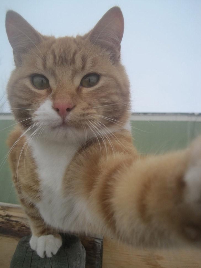 Cats were taking selfies long before it became mainstream