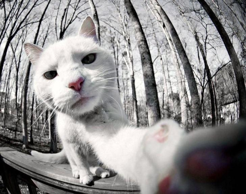 Cats were taking selfies long before it became mainstream