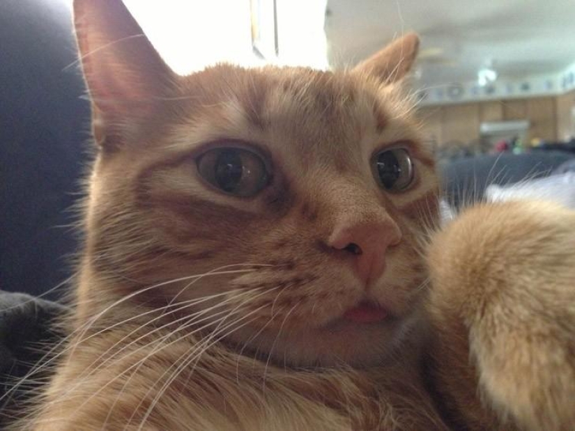 Cats were taking selfies long before it became mainstream