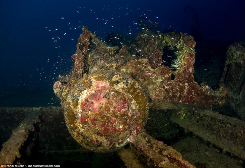 Cementerio submarino de Japón: imágenes de equipos sumergidos de la Segunda Guerra Mundial