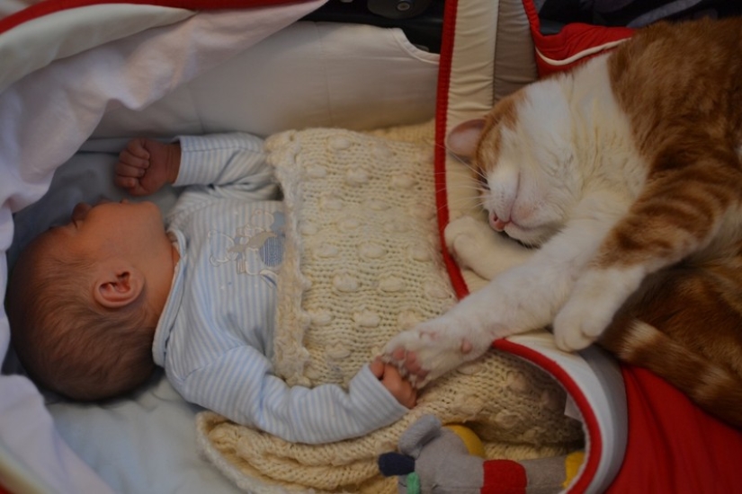 Charming photos proving that your child needs a cat