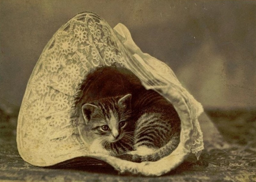 Charming vintage cats that will prove that cats have ruled the world at all times