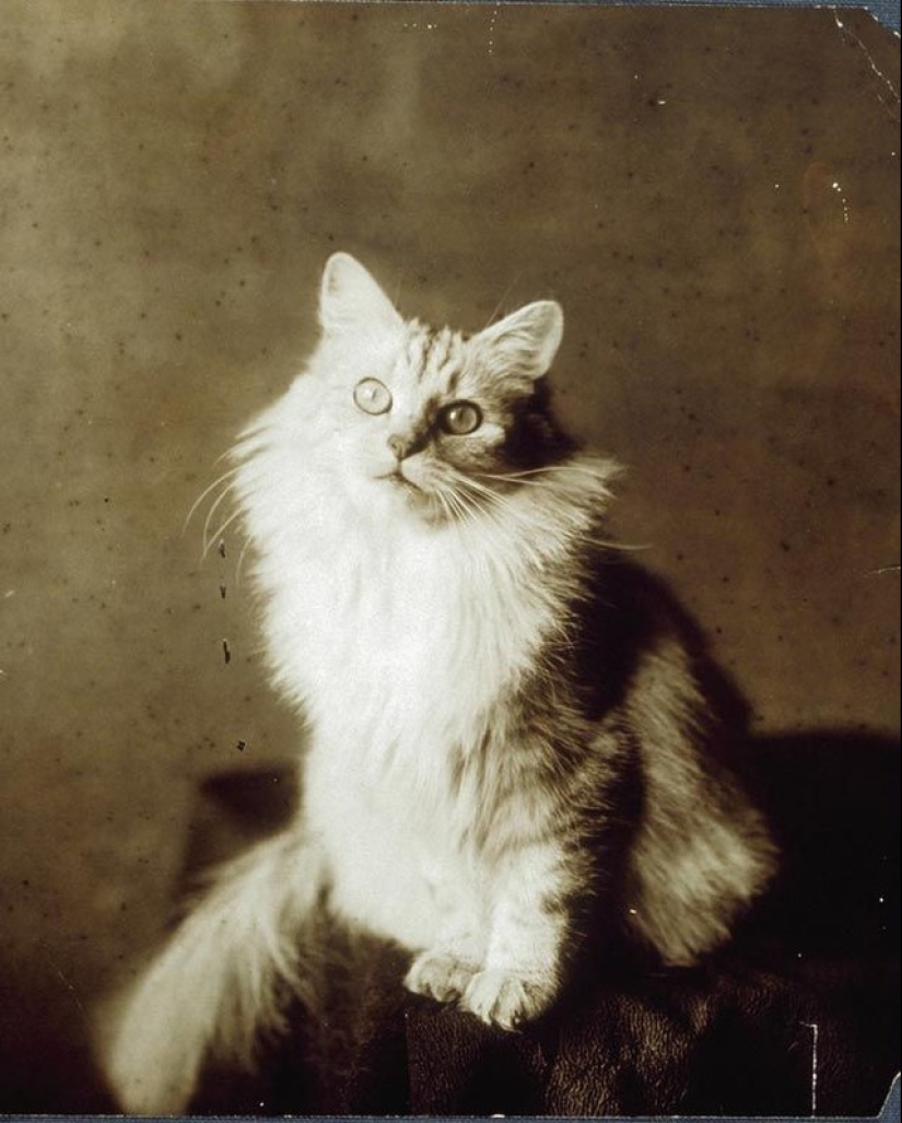 Charming vintage cats that will prove that cats have ruled the world at all times