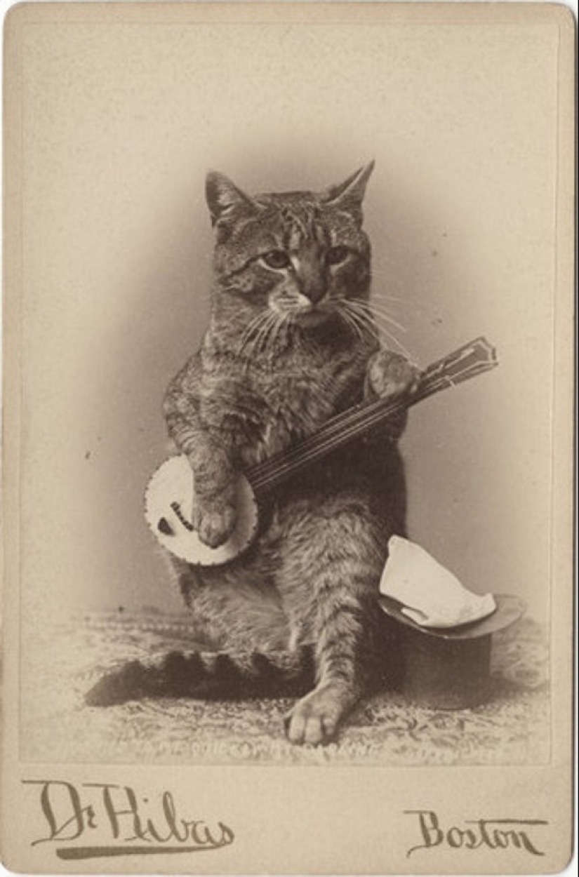 Charming vintage cats that will prove that cats have ruled the world at all times