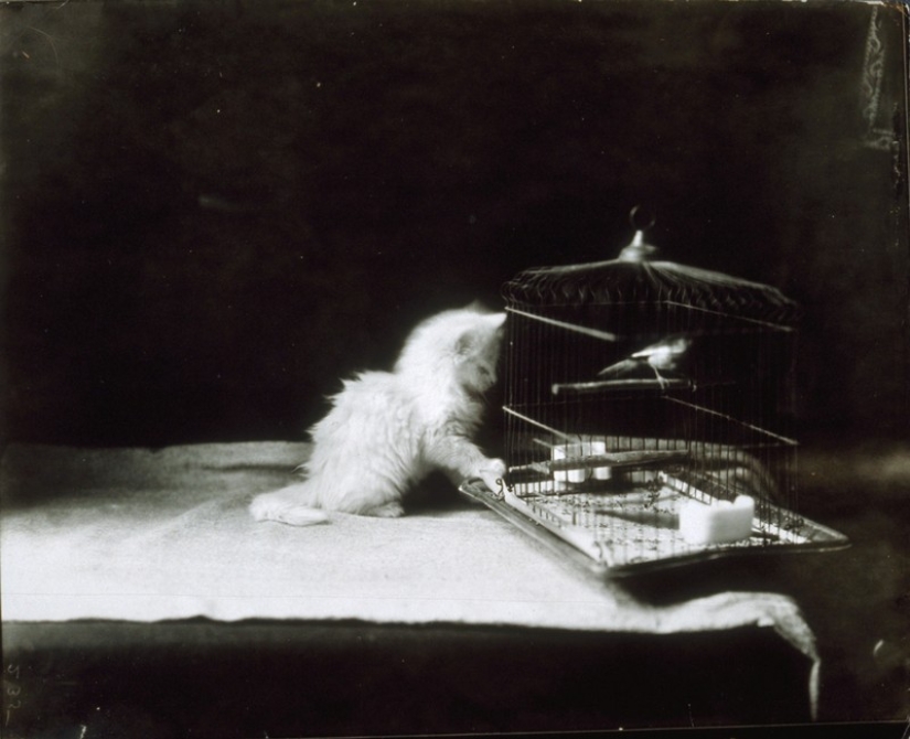 Charming vintage cats that will prove that cats have ruled the world at all times