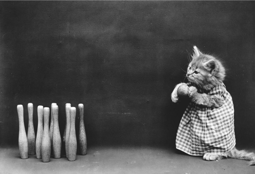 Charming vintage cats that will prove that cats have ruled the world at all times