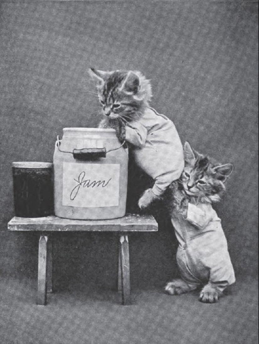 Charming vintage cats that will prove that cats have ruled the world at all times