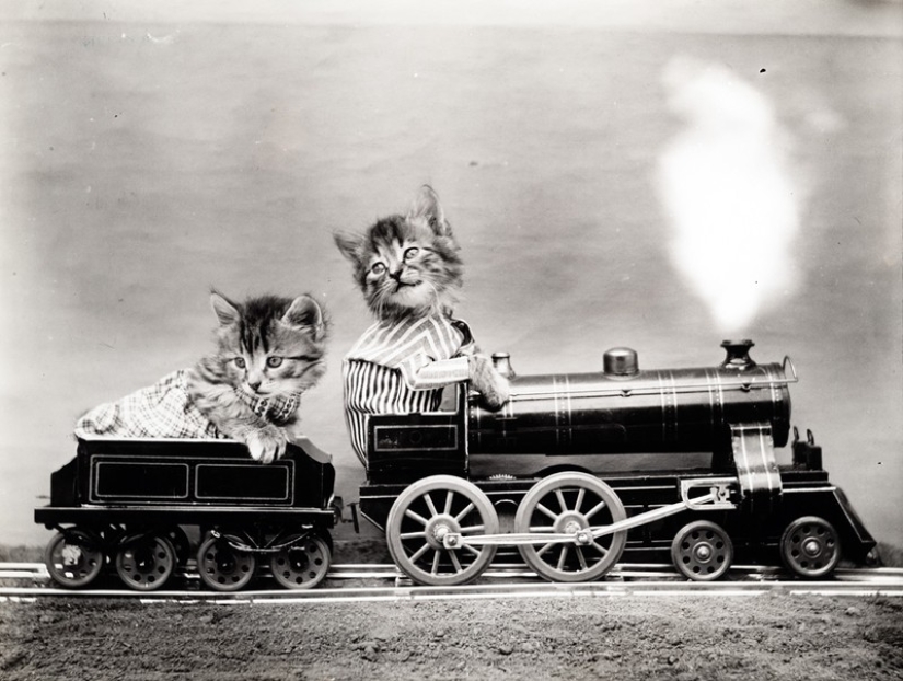 Charming vintage cats that will prove that cats have ruled the world at all times