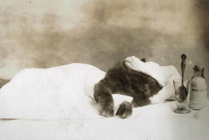 Charming vintage cats that will prove that cats have ruled the world at all times