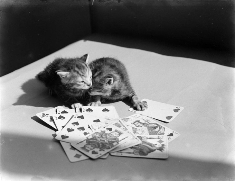 Charming vintage cats that will prove that cats have ruled the world at all times