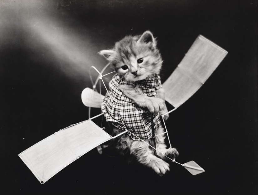 Charming vintage cats that will prove that cats have ruled the world at all times