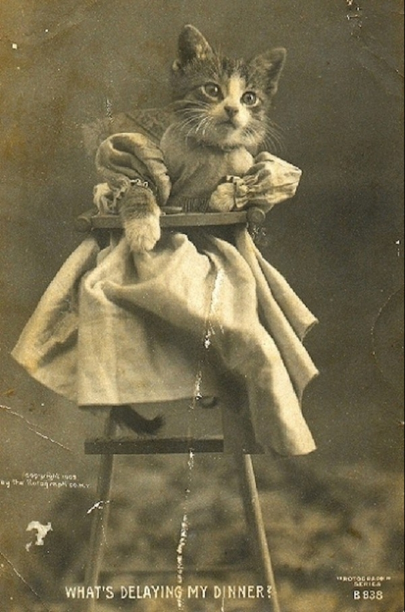 Charming vintage cats that will prove that cats have ruled the world at all times